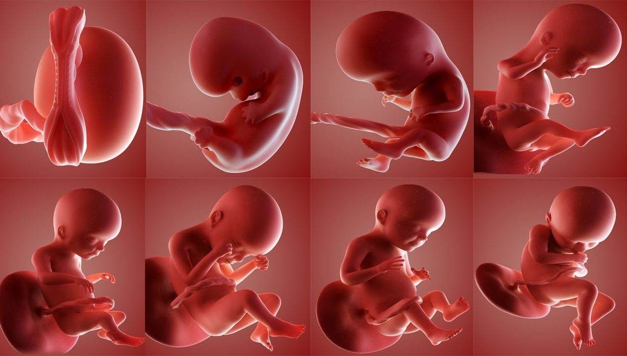 s/سونوگرافی تشخیص جنسیت(جنین پسر است یا دختر) 